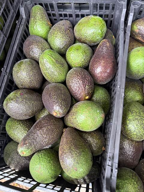 Selección de aguacate