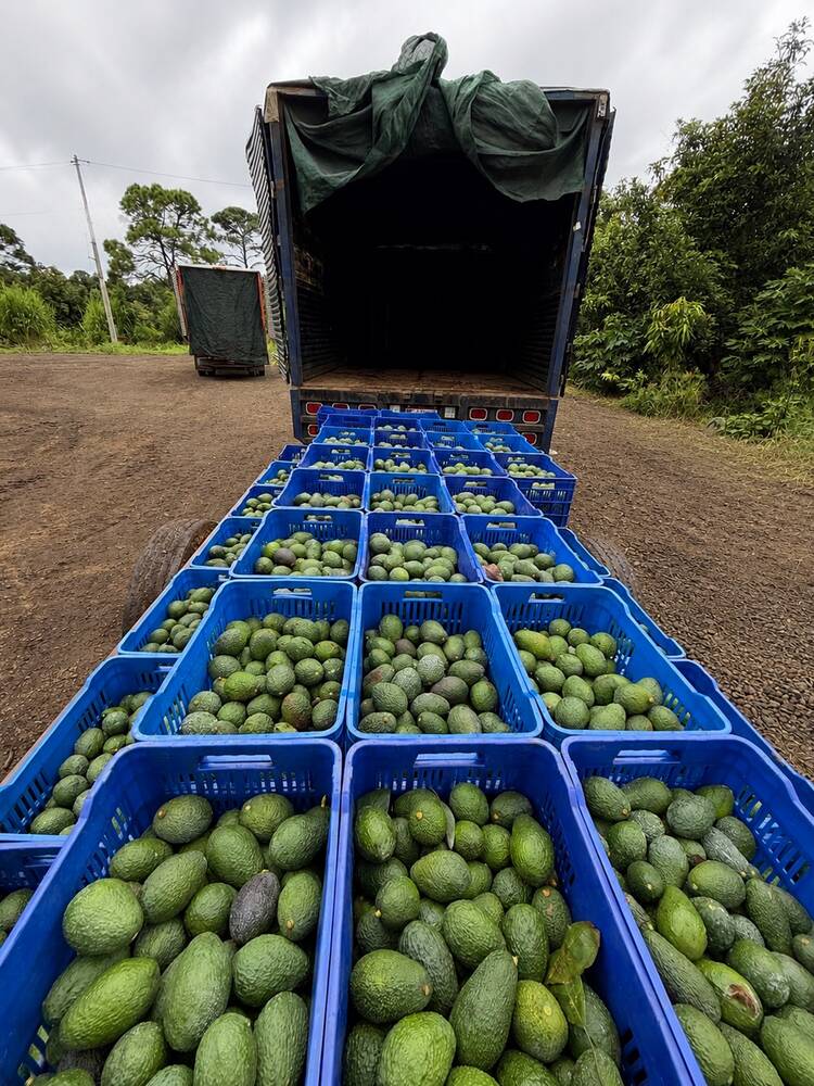 Operación de distribución de aguacate