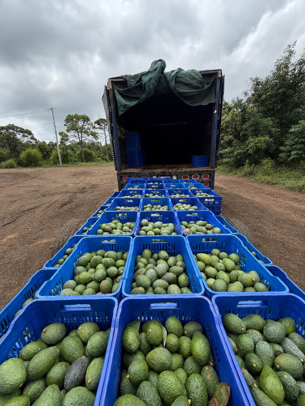 Productor de aguacate en el campo
