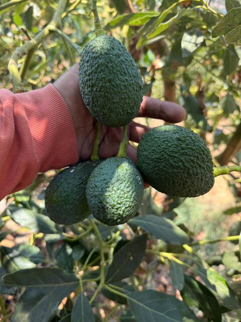 Cosecha de aguacate