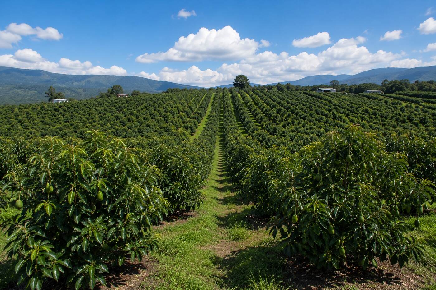 Huerto de aguacate