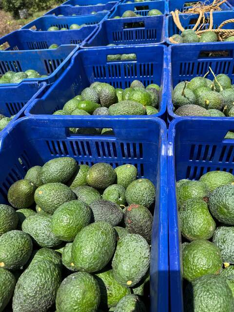 Almacenamiento de aguacate