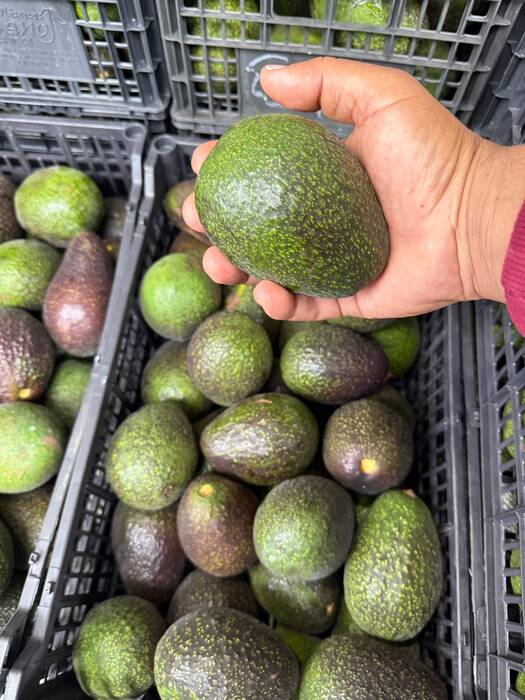 Empaque de aguacate