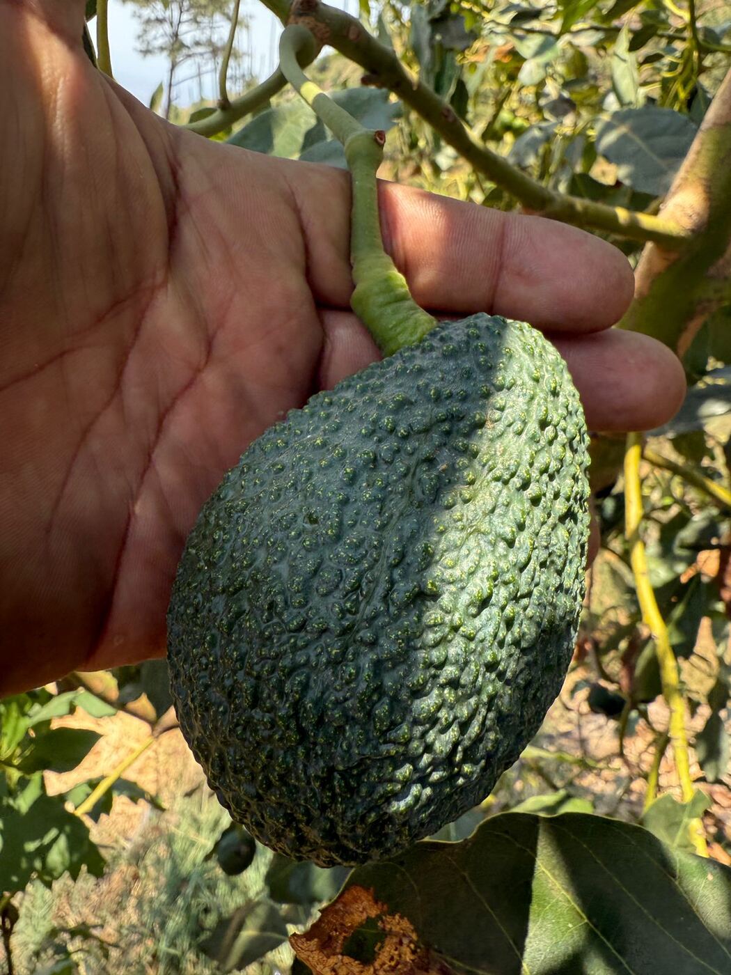 Equipo y operación de Frutas Seleccionadas HC