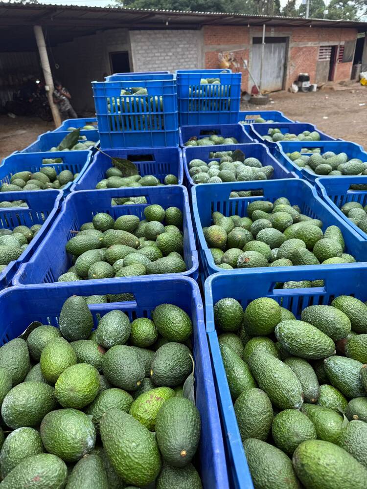 Operación de distribución de aguacate
