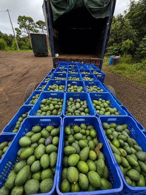Distribución de aguacate